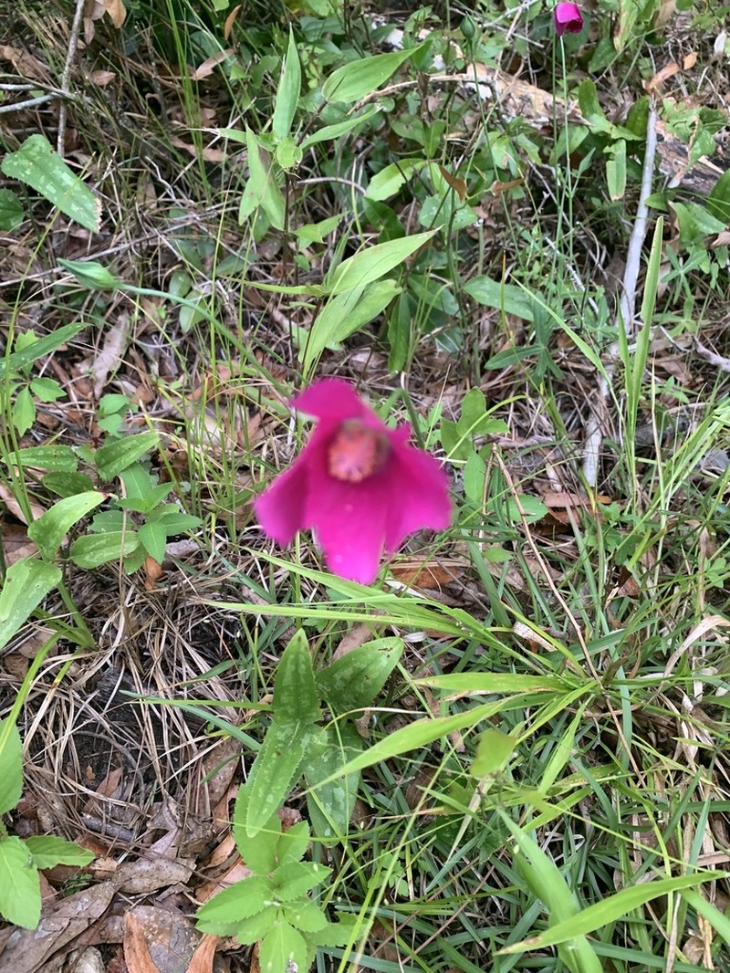 Woodland Poppymallow photo 4