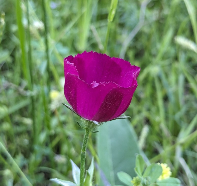 Woodland Poppymallow photo 5