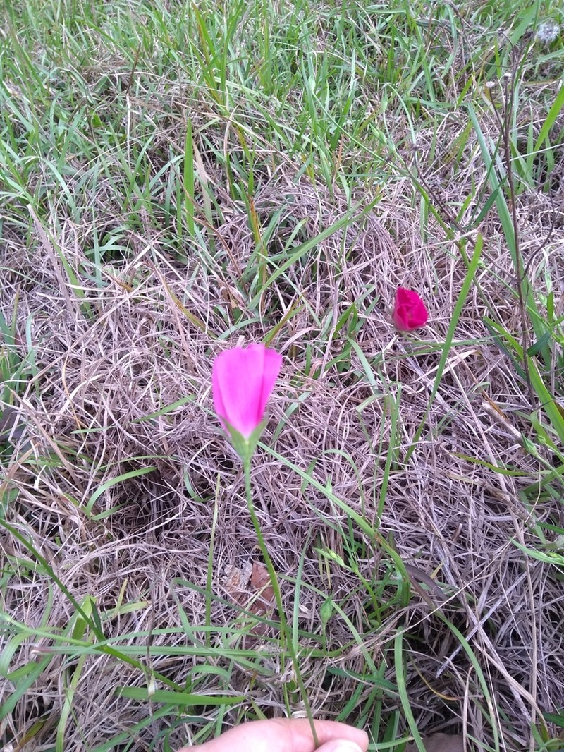 Woodland Poppymallow photo 6