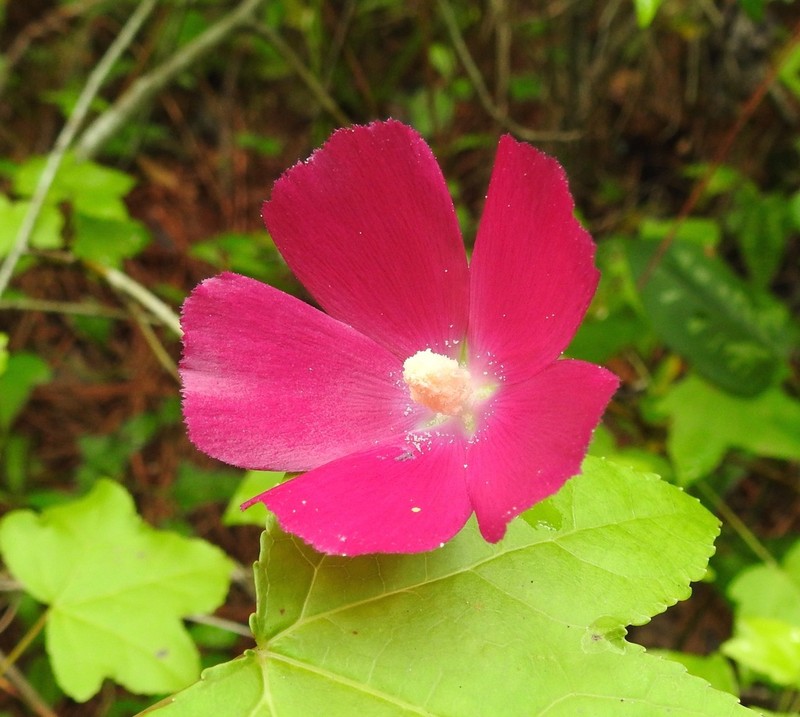 Woodland Poppymallow photo 7