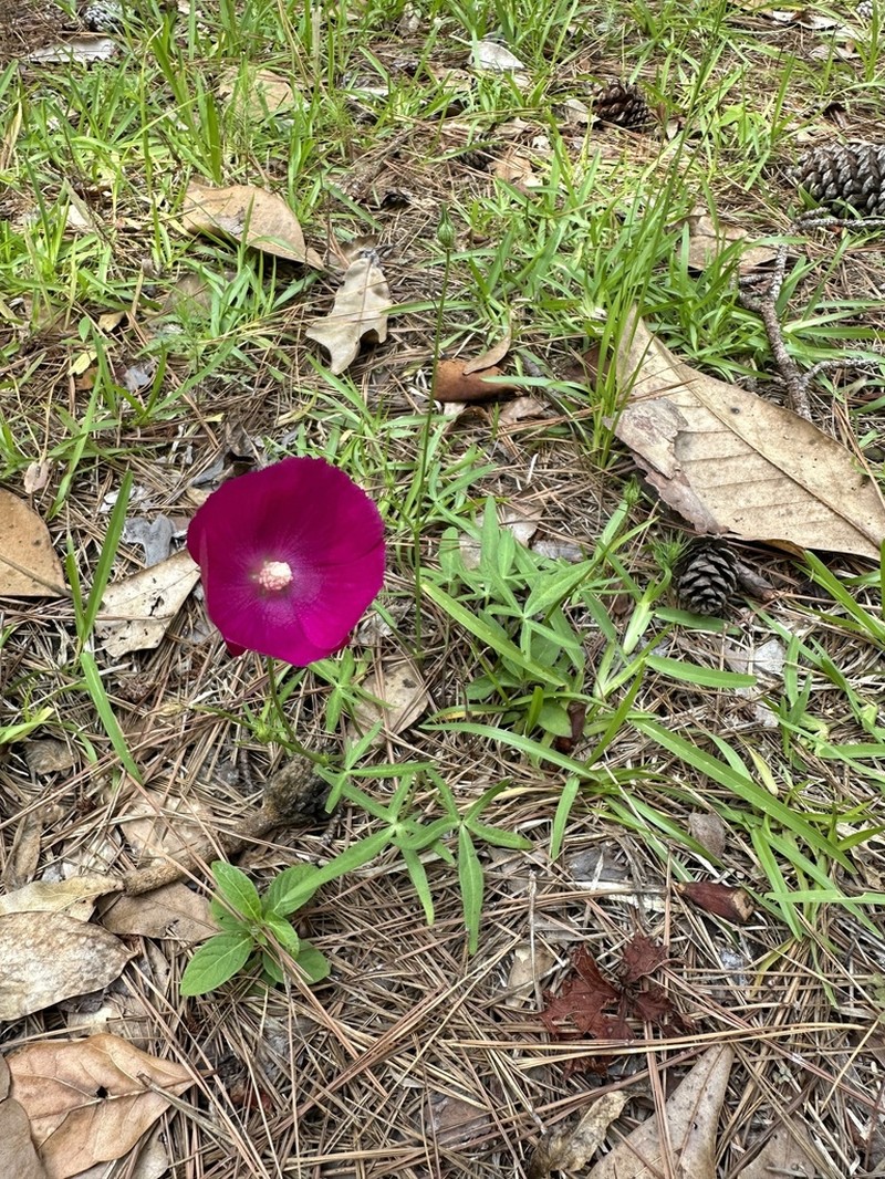 Woodland Poppymallow photo 8