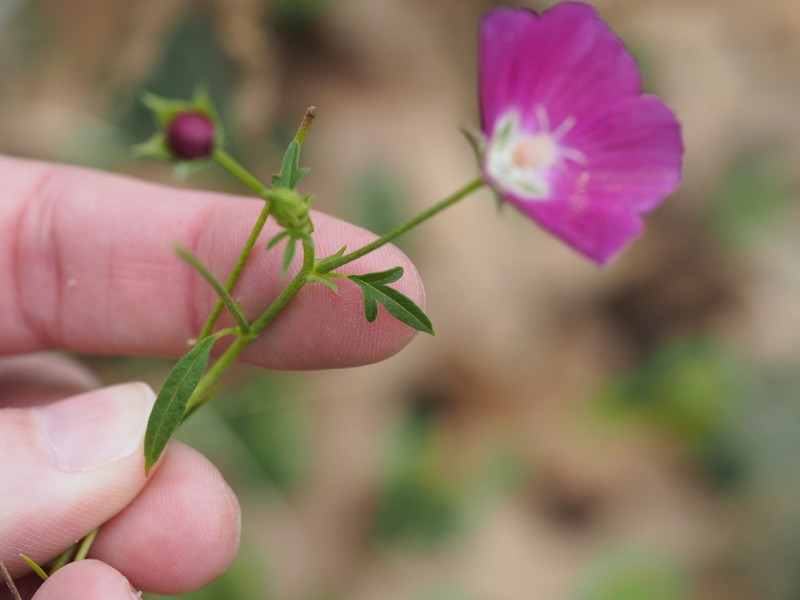 Palmleaf Poppymallow