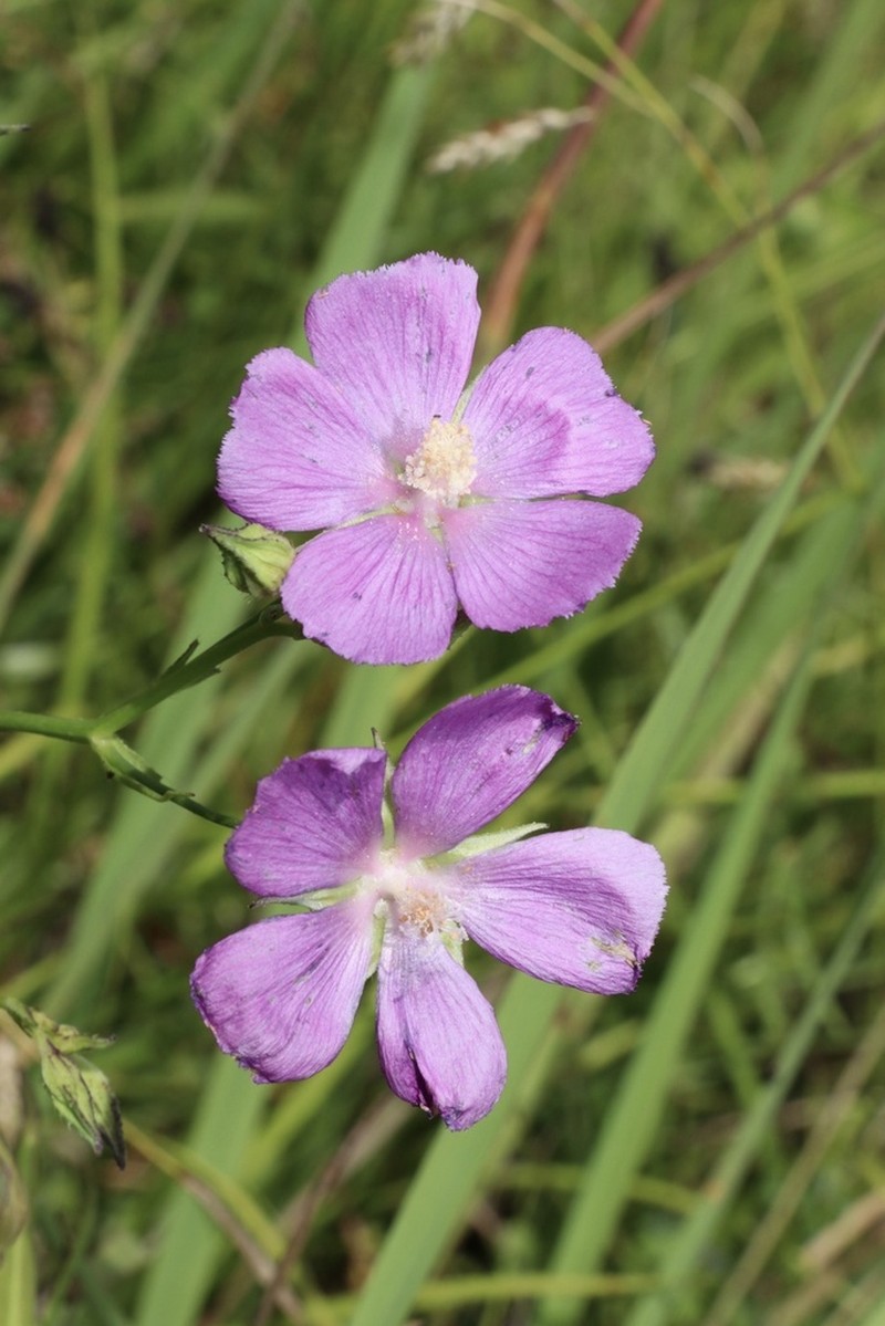Palmleaf Poppymallow photo 2