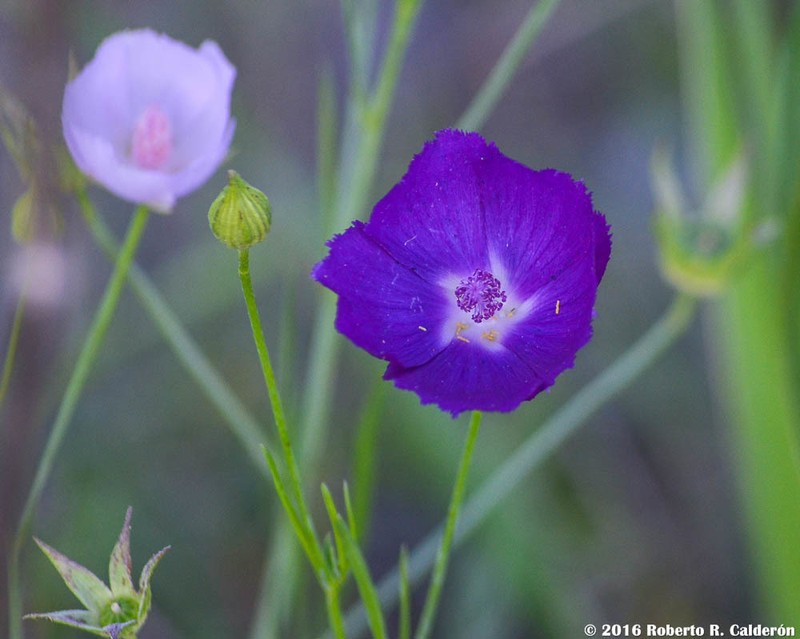 Palmleaf Poppymallow photo 3