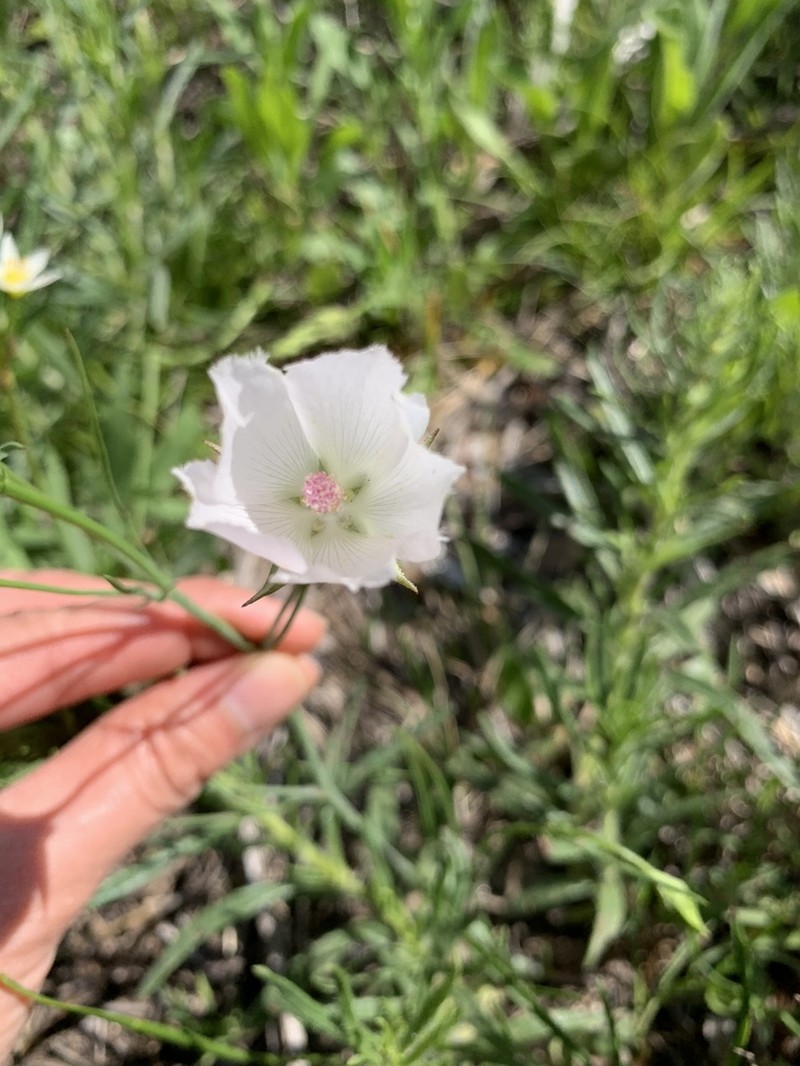 Palmleaf Poppymallow photo 4