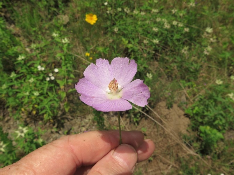 Palmleaf Poppymallow photo 5
