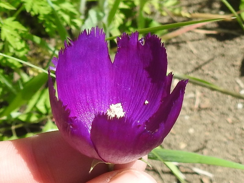 Palmleaf Poppymallow photo 6