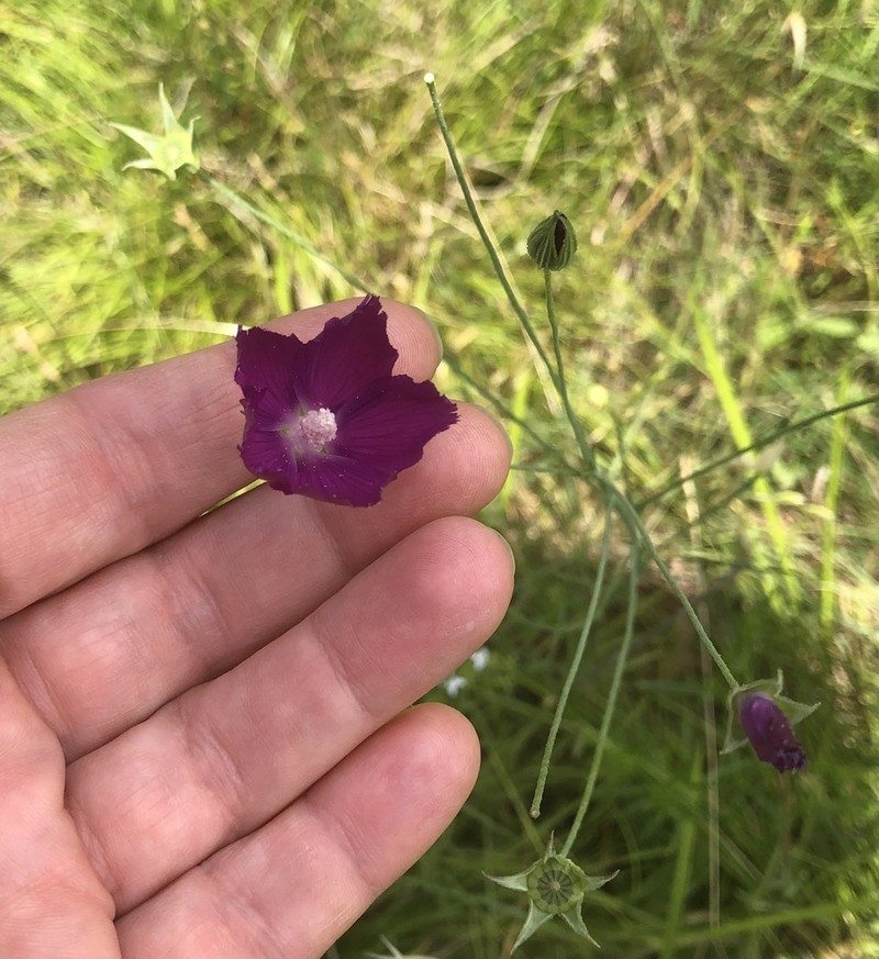 Palmleaf Poppymallow photo 7
