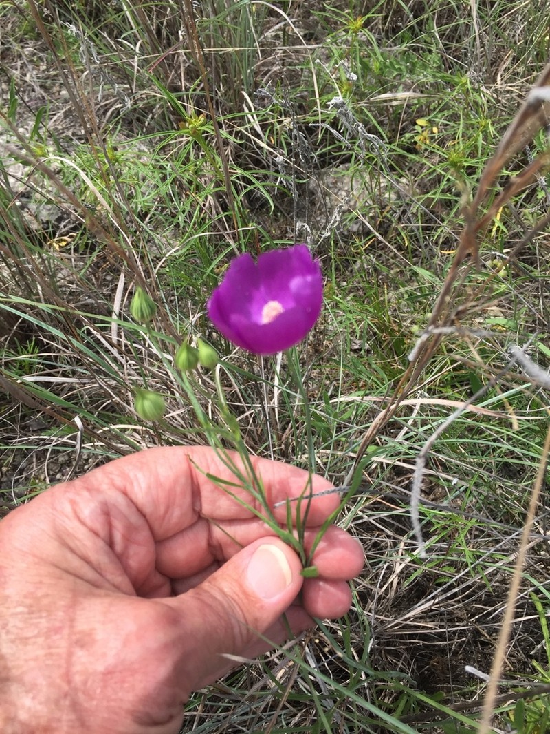 Palmleaf Poppymallow photo 8