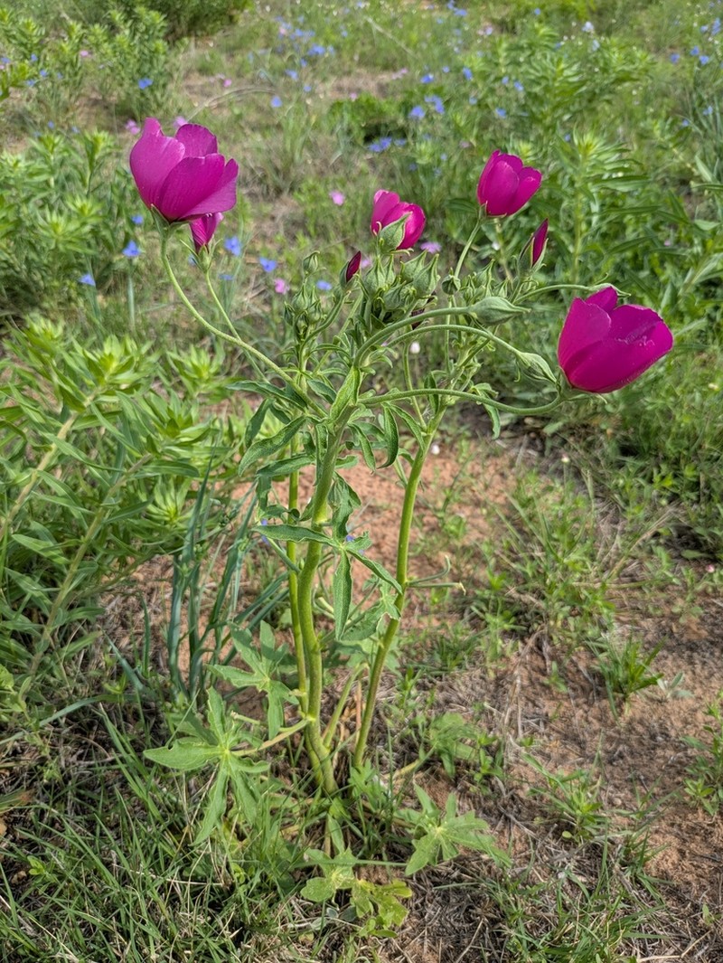 Texas Poppymallow photo 2