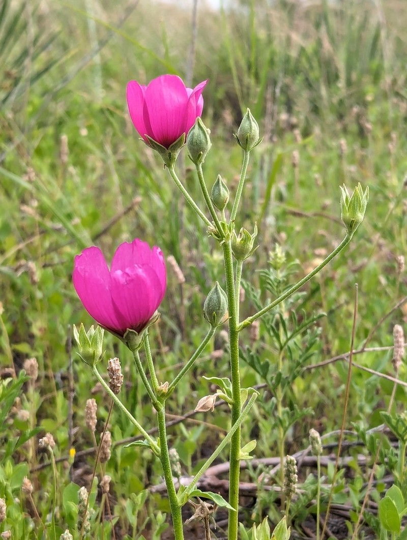 Texas Poppymallow photo 3