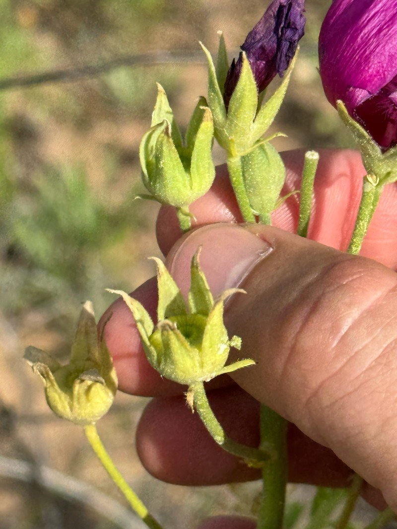 Texas Poppymallow photo 6