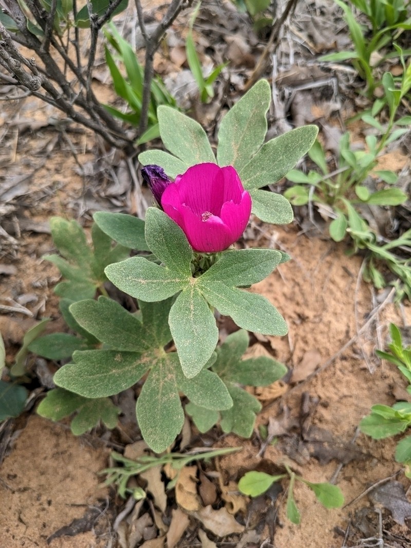 Texas Poppymallow photo 8