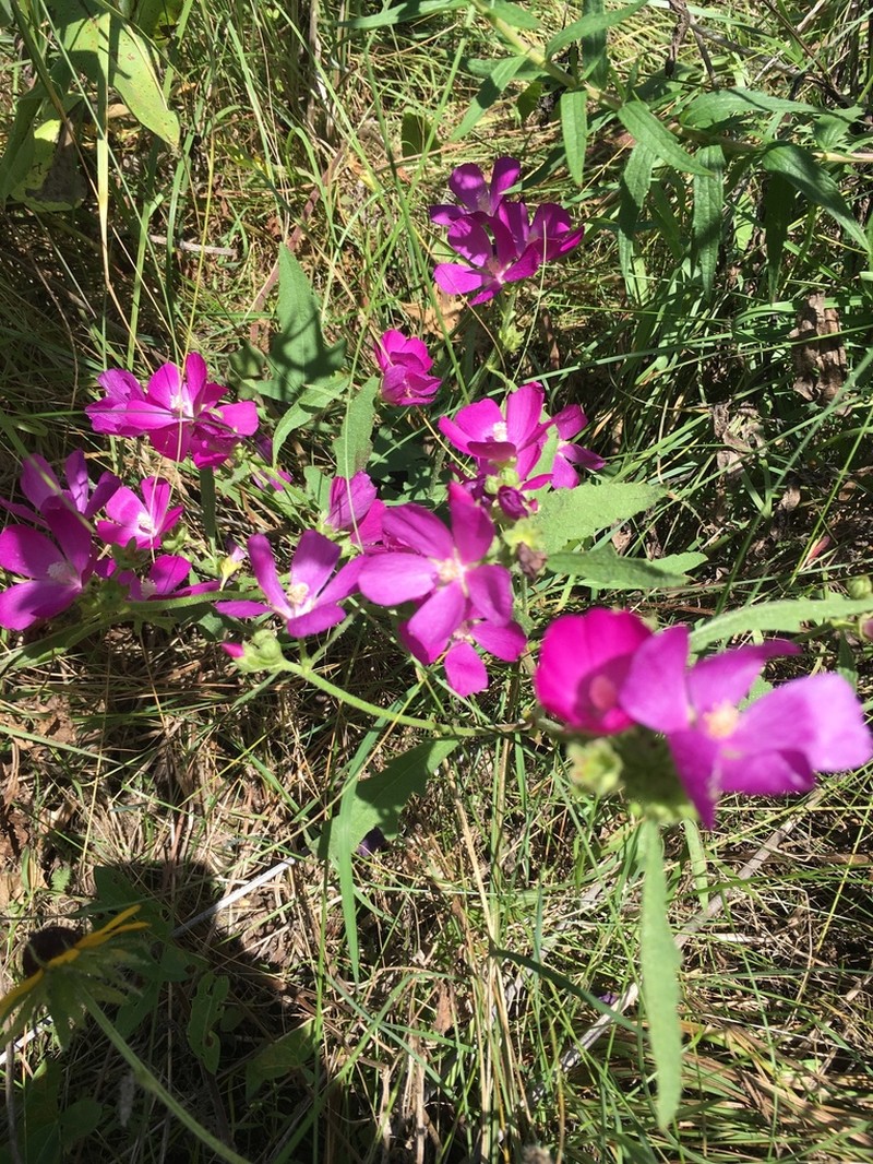 Clustered Poppymallow