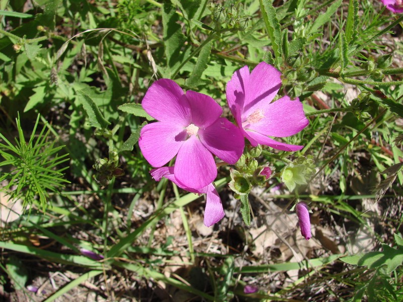 Clustered Poppymallow photo 3