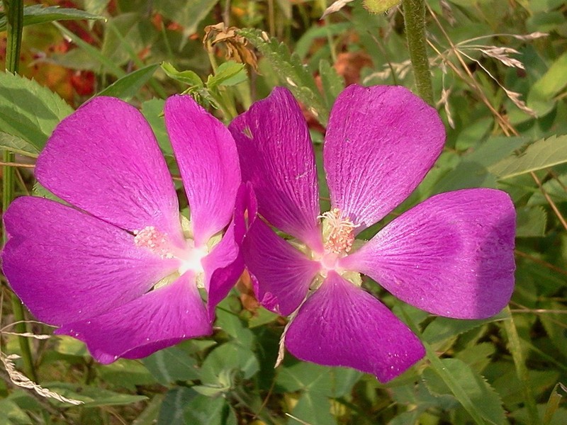 Clustered Poppymallow photo 4