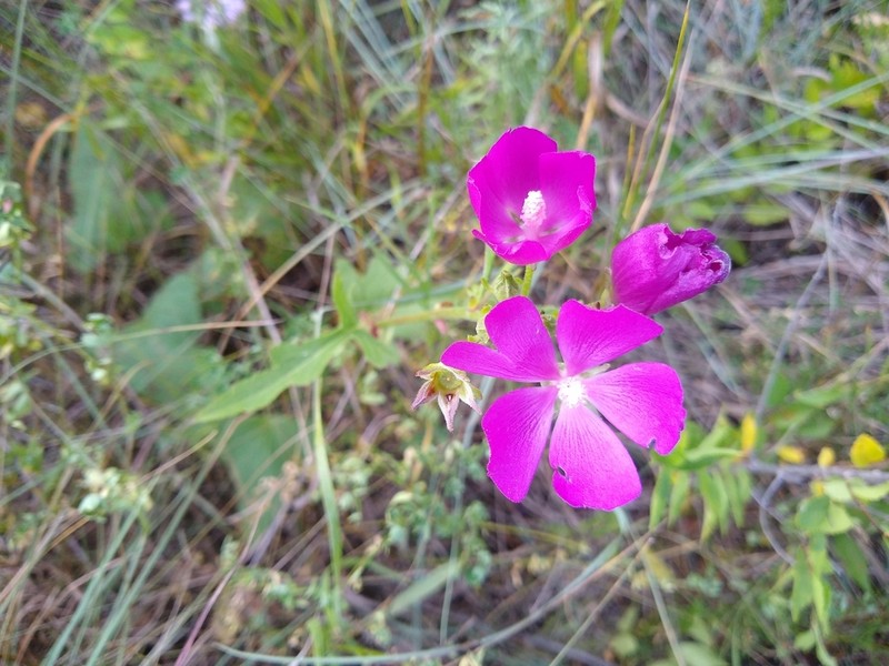 Clustered Poppymallow photo 5