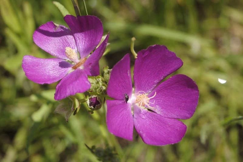 Clustered Poppymallow photo 6