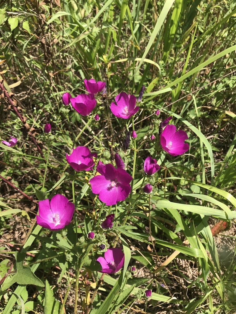 Clustered Poppymallow photo 7