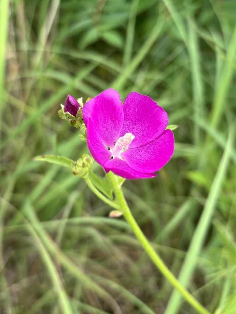 Clustered Poppymallow photo 8