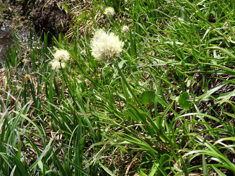 Short-Hair Cottongrass