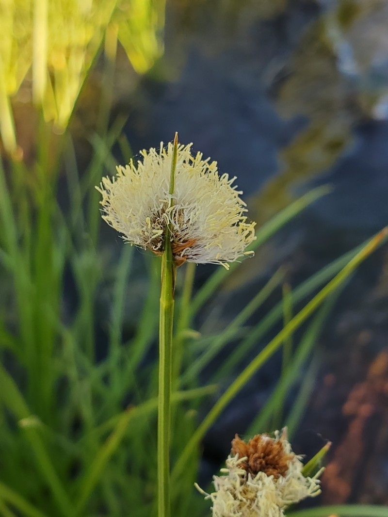 Short-Hair Cottongrass