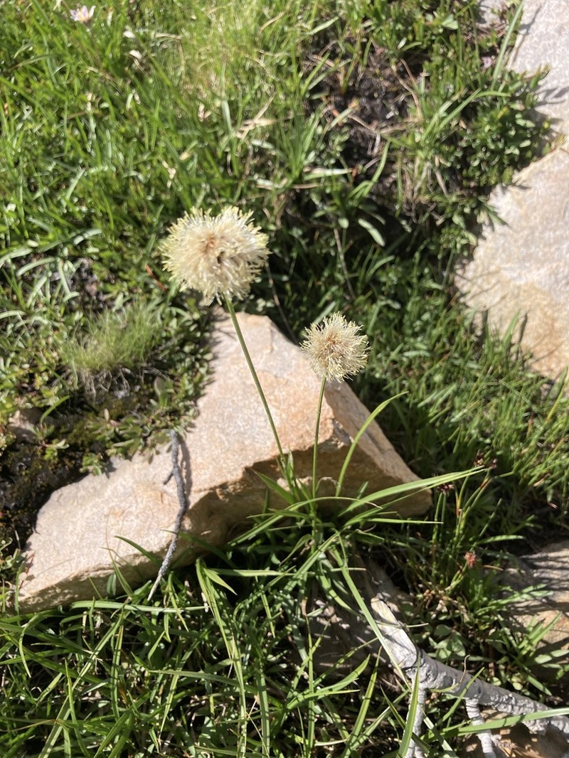 Short-Hair Cottongrass photo 2
