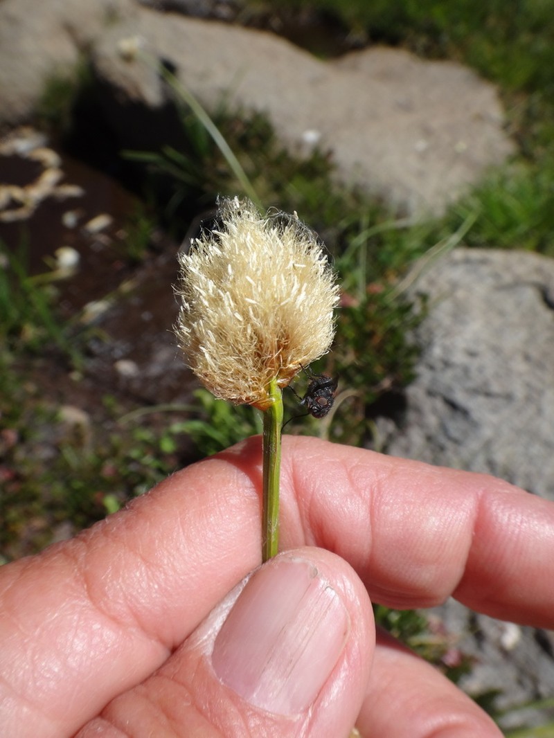 Short-Hair Cottongrass photo 3