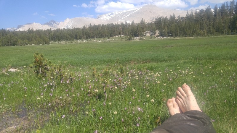 Short-Hair Cottongrass photo 4