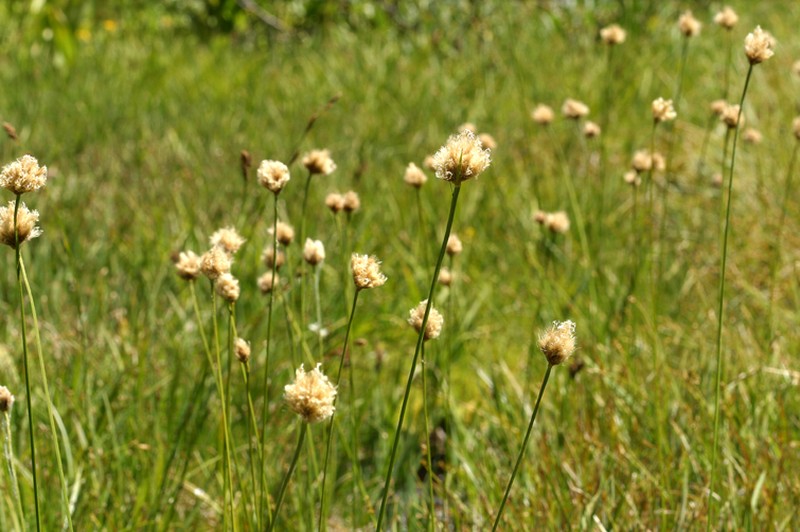 Short-Hair Cottongrass photo 5