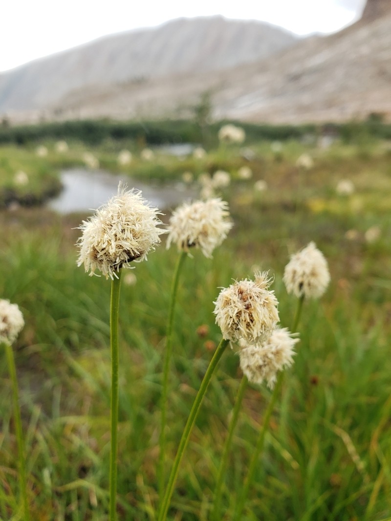 Short-Hair Cottongrass photo 6