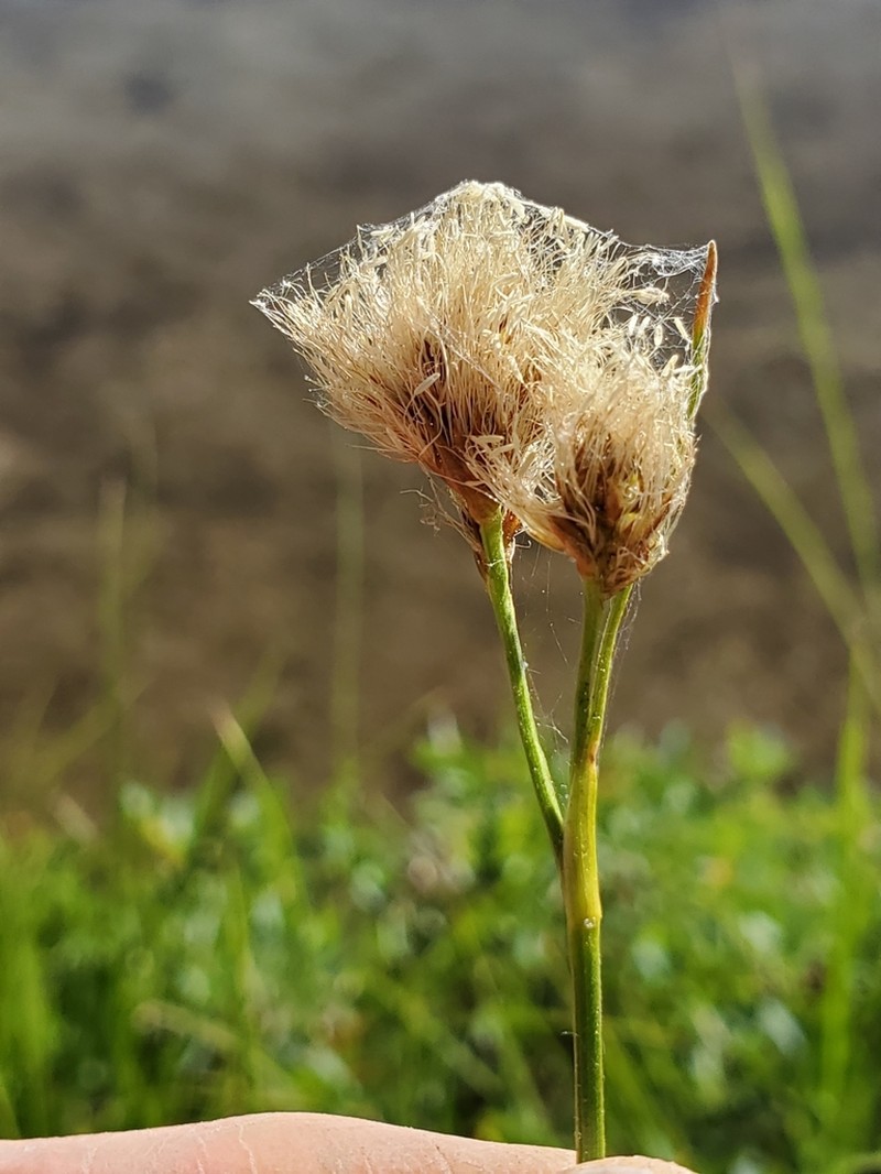 Short-Hair Cottongrass photo 7