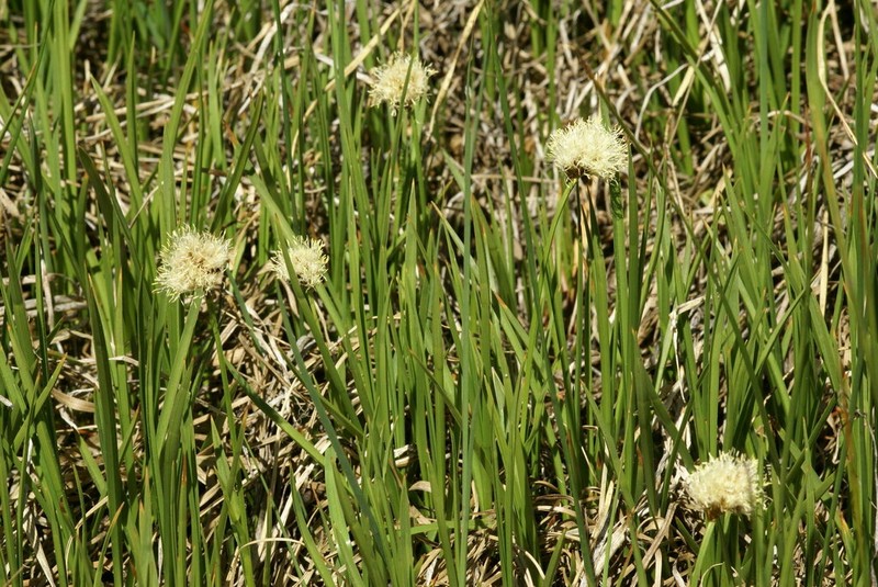 Short-Hair Cottongrass photo 8