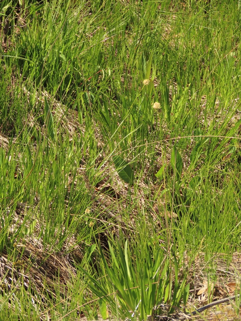 Fringed Cottongrass