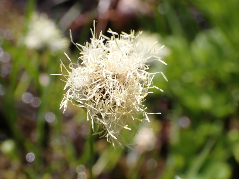 Fringed Cottongrass photo 2