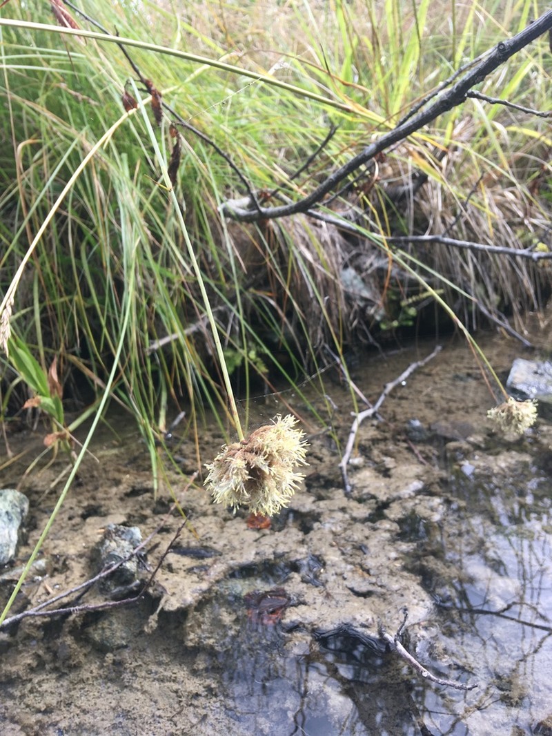 Fringed Cottongrass photo 3