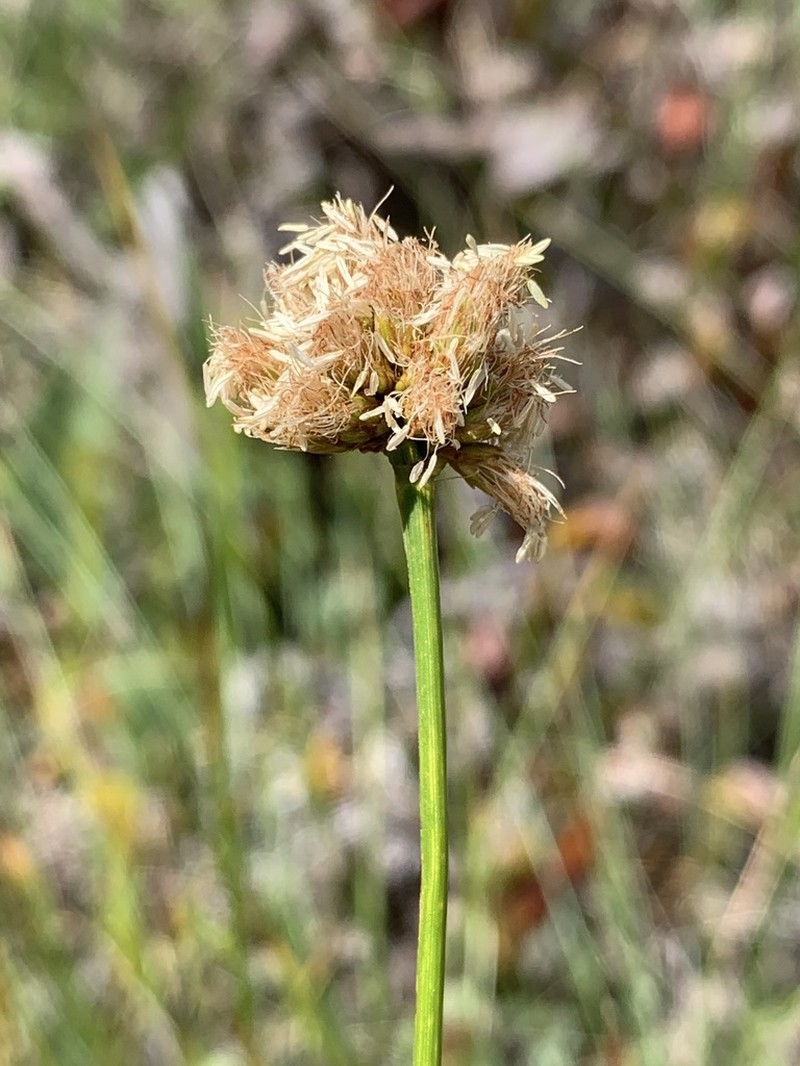 Fringed Cottongrass photo 4