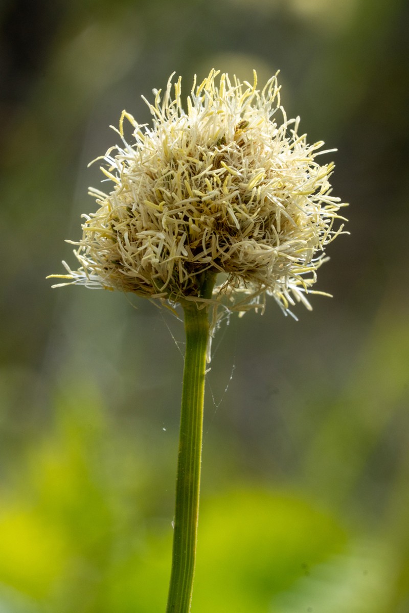Fringed Cottongrass photo 5