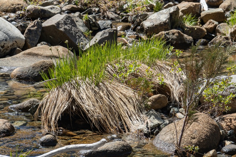 Fringed Cottongrass photo 6