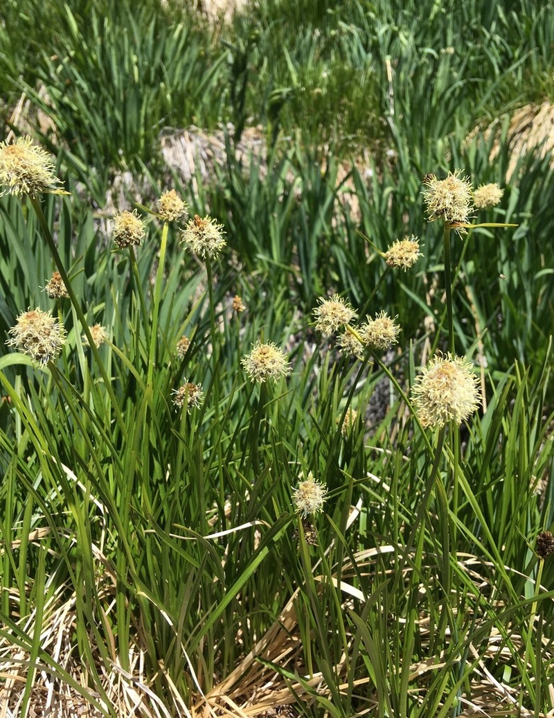 Fringed Cottongrass photo 7