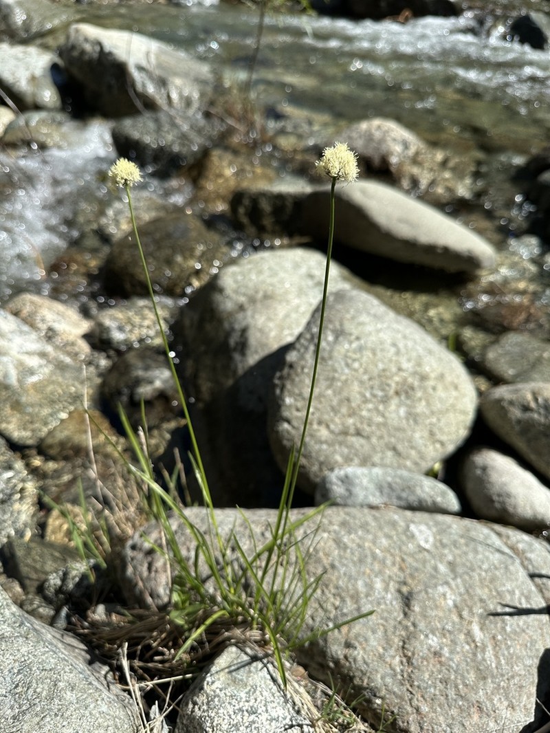 Fringed Cottongrass photo 8