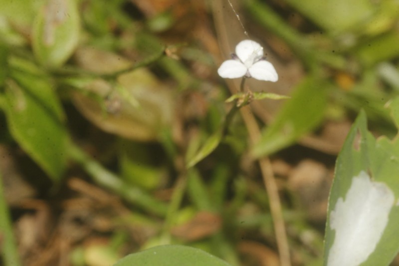 Florida Roseling photo 8