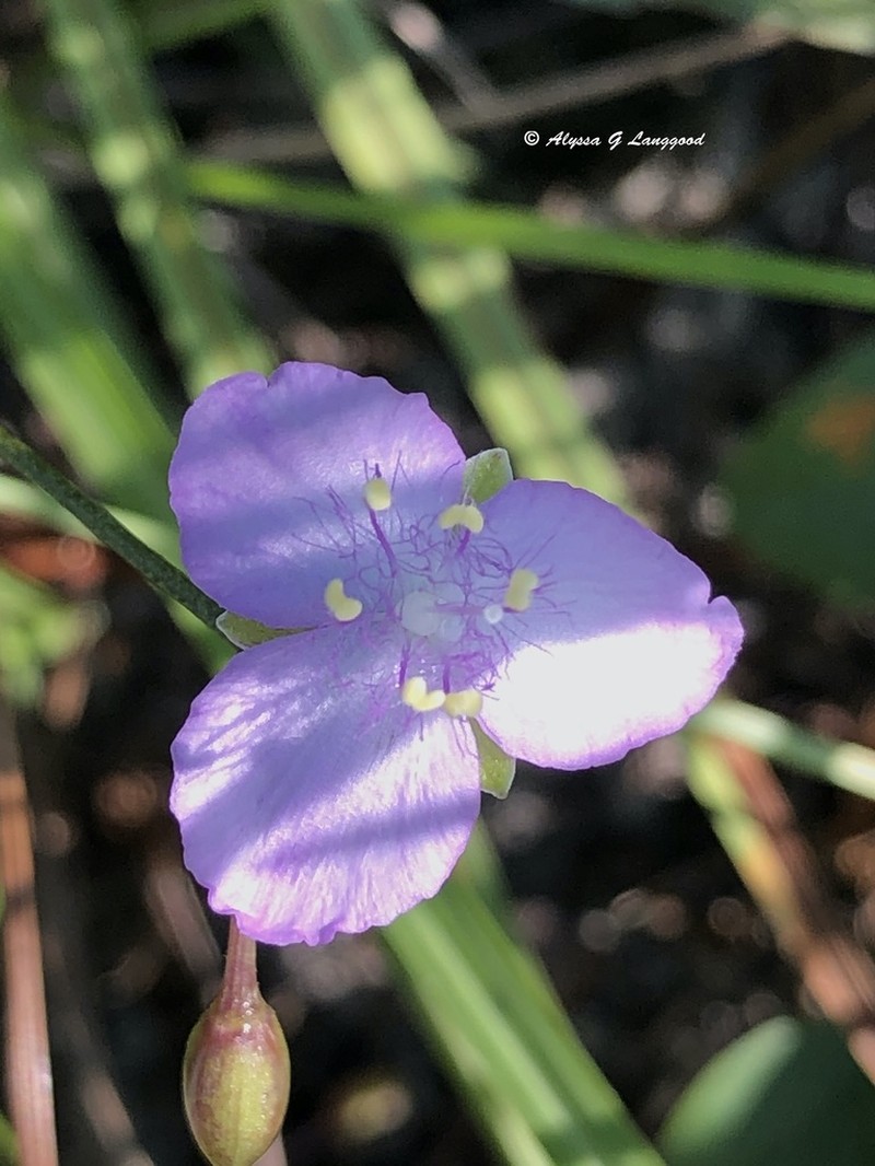 Grassleaf Roseling