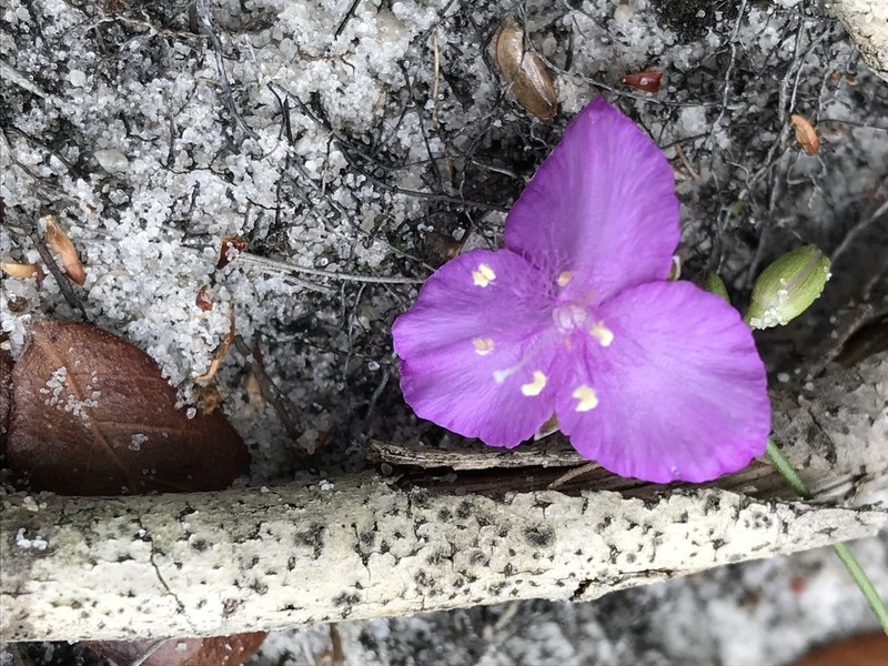 Grassleaf Roseling photo 2