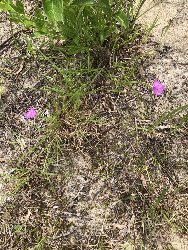 Grassleaf Roseling photo 3