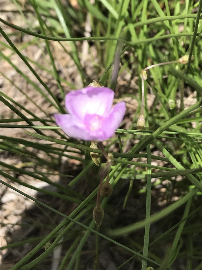 Grassleaf Roseling photo 5