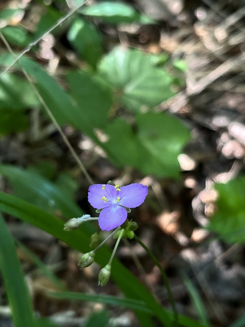 Grassleaf Roseling photo 6