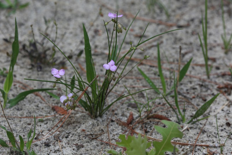 Grassleaf Roseling photo 7
