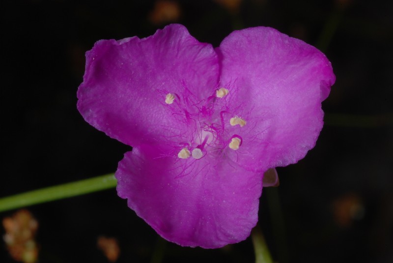 Grassleaf Roseling photo 8