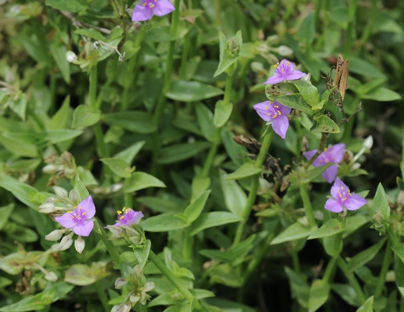 Littleflower Roseling